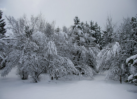 Let It Snow Let It Snow by Sigurberg