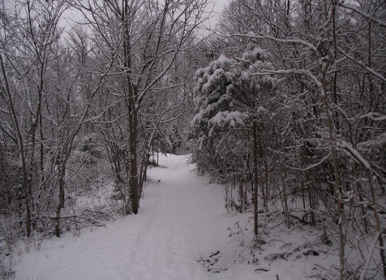 Winter Wonderland Winter Wonderland by andv