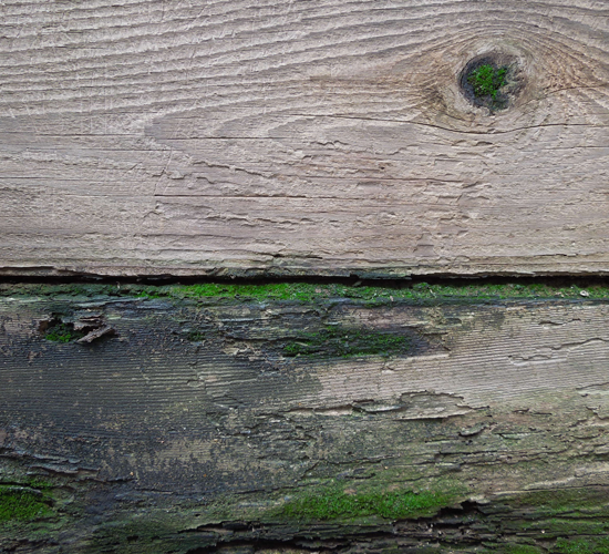 Mossy Wood Mossy Wood