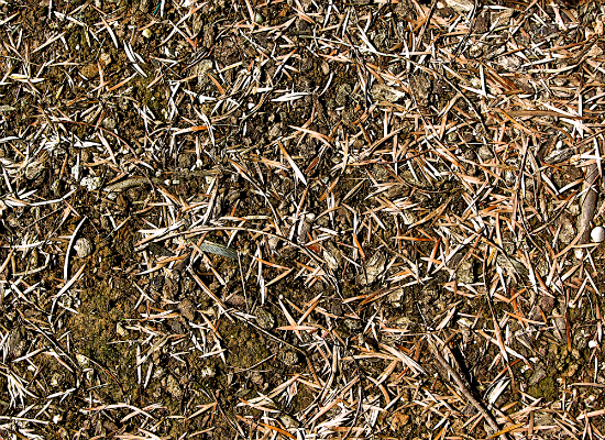Mulch 6 Mulch 6