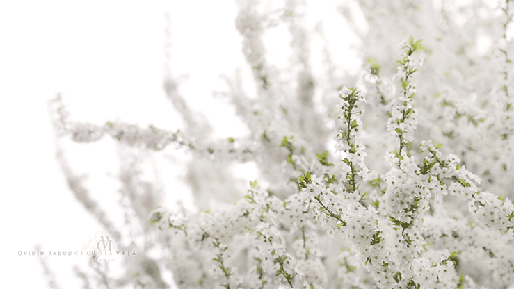 Springtime by Ovidiu Radu