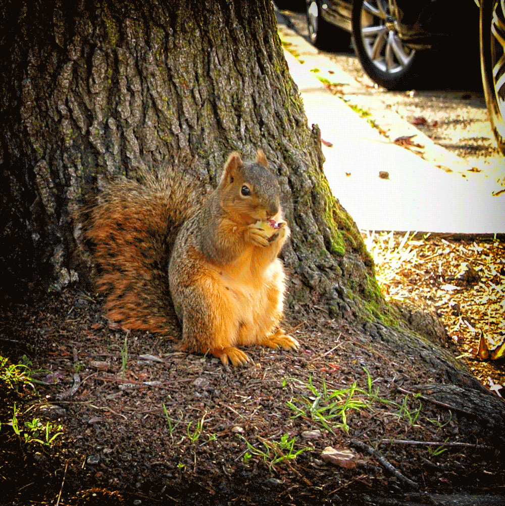 Squirrel by Canderson