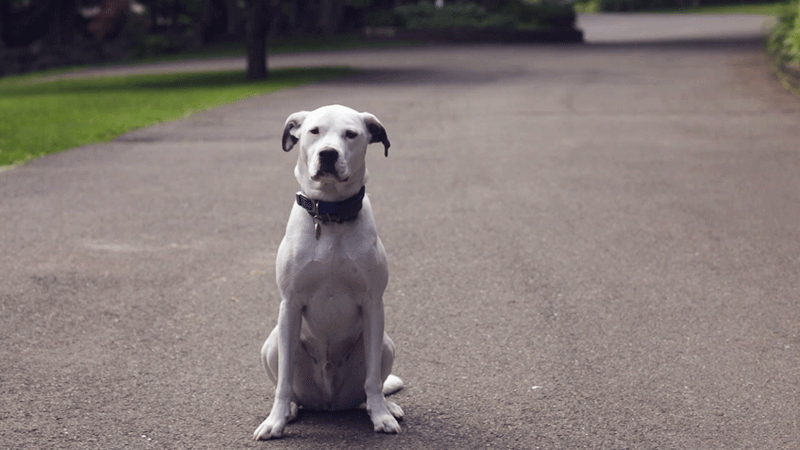 Dog by Imrayya Dog by Imrayya