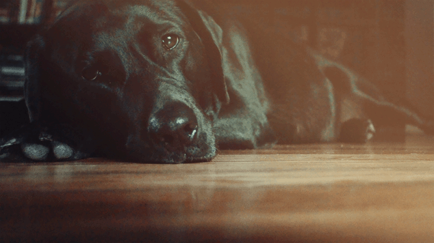 La vie d'une chiennee by Rick La vie d'une chiennee by Rick
