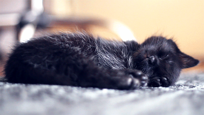 Sleepy Sunday by Diana Grigore Sleepy Sunday by Diana Grigore