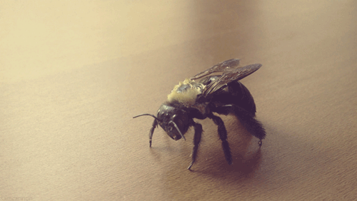 Bumble Bee by Sam Cannon Bumble Bee by Sam Cannon