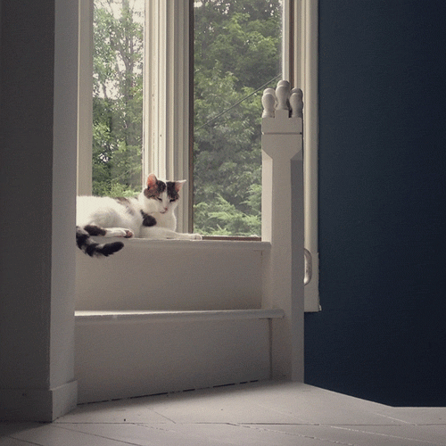Cat In Window by Sam Cannon Cat In Window by Sam Cannon