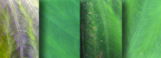 Foliage Texture Set Foliage Texture Set
