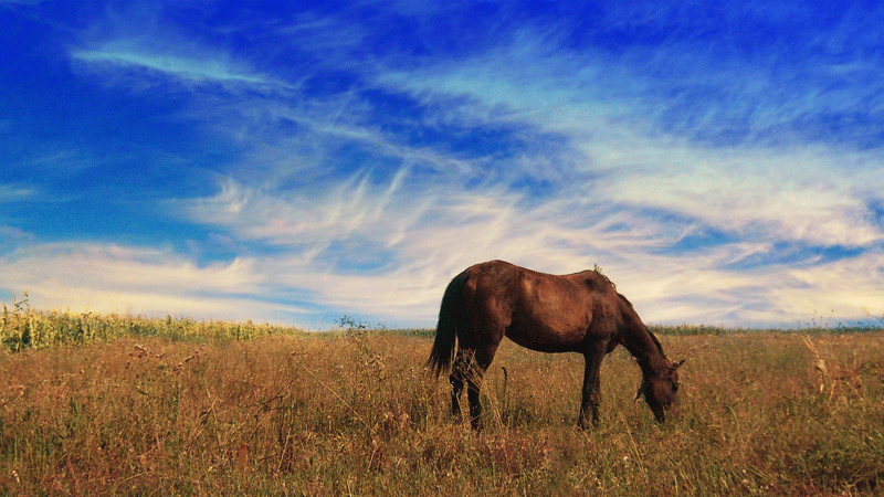 Out In The Field by Diana Grigore Out In The Field by Diana Grigore