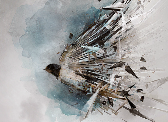 Bird by Theo Aartsma