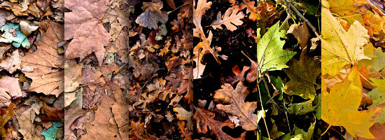 Fall Leaves Title Header Fall Leaves Title Header