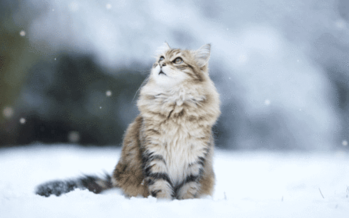 Cat in Snow by Liberation Transmission
