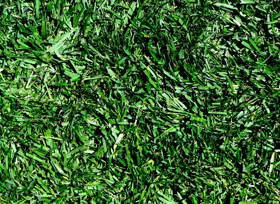 Grass 1