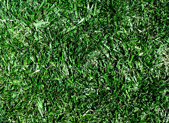 Grass 3