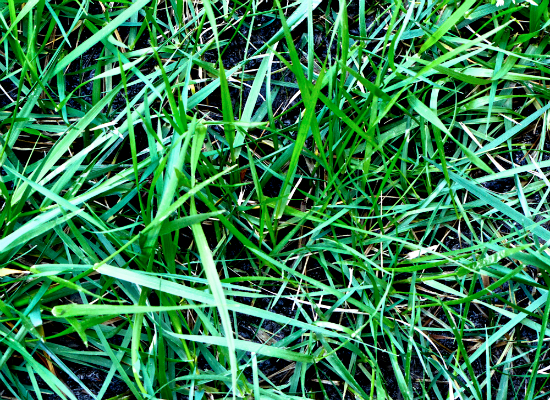 Grass 5