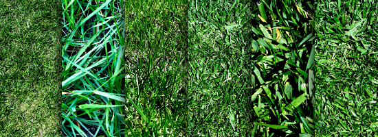 Grass Title Header