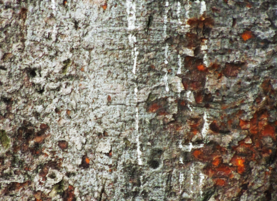 Tree Trunk 7