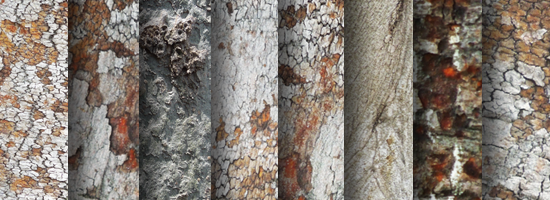 Tree Trunk Texture Set