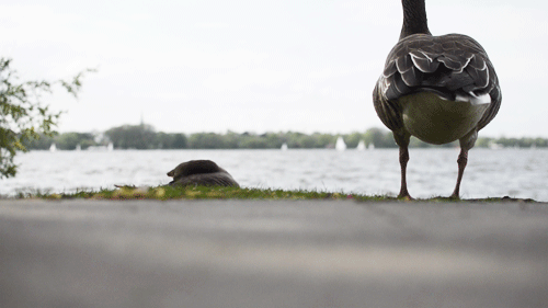 Duckity-duck duck duck by Hamburg Cinemagraphs