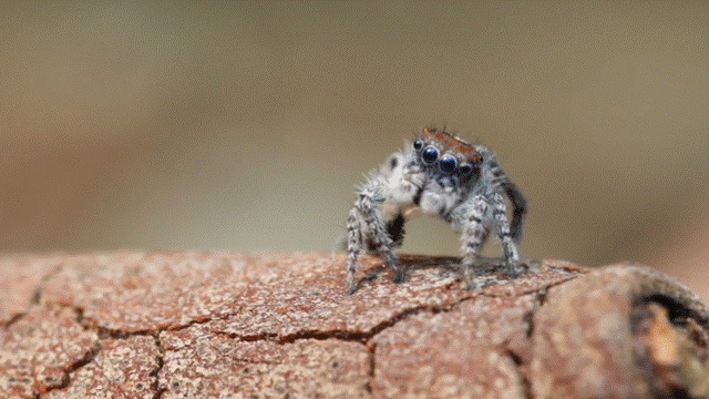Jumping Spider Eating by PulpDesigns