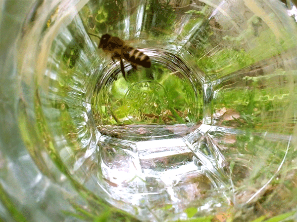 Bee in Glass by Mark Boon