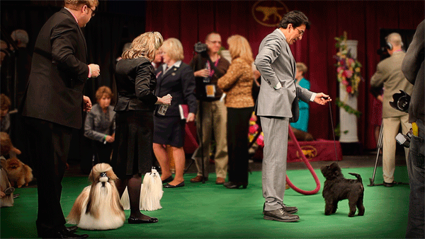 Purina - Westminster Dog Show by Paul Aresu